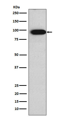 Western blot analysis of Villin expression in Caco-2 cell lysate.