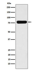 Western blot analysis of Villin-1  expression in CaCo-2 cell lysate.