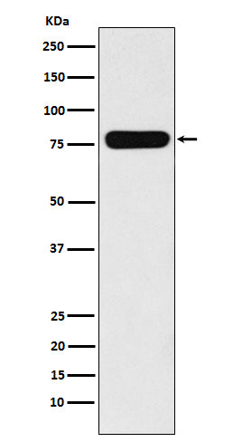 Western blot analysis of Villin-1  expression in CaCo-2 cell lysate.
