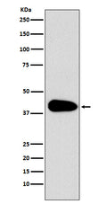 Western blot analysis of PAR6 expression in Jurkat cell lysate.
