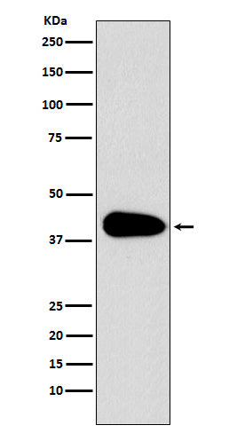 Western blot analysis of PAR6 expression in Jurkat cell lysate.