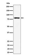 Western blot analysis of LTK expression in Raji cell lysate.