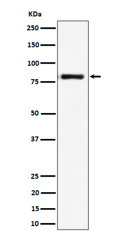 Western blot analysis of LTK expression in Raji cell lysate.