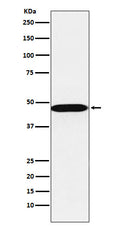 Western blot analysis of AHCY expression in A549 cell lysate.