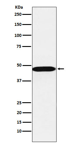 Western blot analysis of AHCY expression in A549 cell lysate.