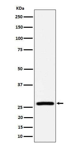 Western blot analysis of AK2 expression in HepG2 cell lysate.