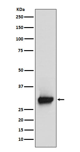 Western blot analysis of Calretinin expression in SH-SY5Y cell lysate.