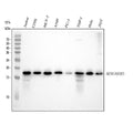 Anti-MTH1 Rabbit Monoclonal Antibody