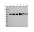 Anti-Staufen STAU1 Monoclonal Antibody