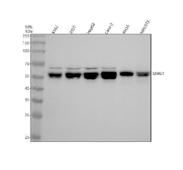 Anti-Staufen STAU1 Monoclonal Antibody