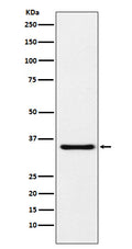 Western blot analysis of MDH1 expression in HeLa cell lysate.