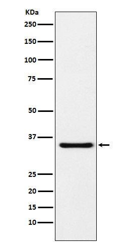 Western blot analysis of MDH1 expression in HeLa cell lysate.