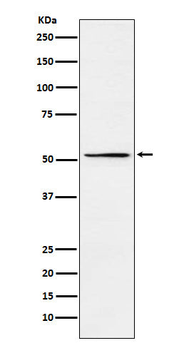 Western blot analysis of MEIS2 expression in HepG2 cell lysate.