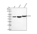 Anti-JNK3 Rabbit Monoclonal Antibody