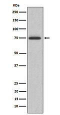 Western blot analysis of ABI2 expression in K562 cell lysate.