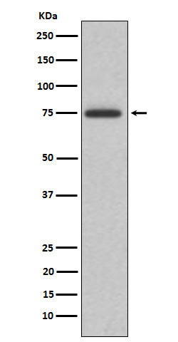 Western blot analysis of ABI2 expression in K562 cell lysate.