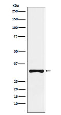 Western blot analysis of RYBP expression in SW480 cell lysate.