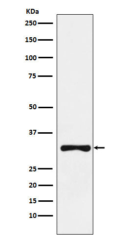 Western blot analysis of RYBP expression in SW480 cell lysate.