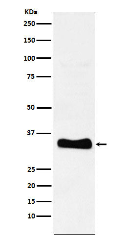 Western blot analysis of Monoacylglycerol Lipase expression in human heart lysate.