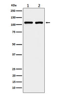 Western blot analysis of eIF3B expression in (1) A431 cell lysate; (2) 293T cell lysate.
