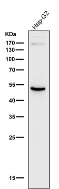All lanes use the Antibody at 1:1K dilution for 1 hour at room temperature.