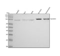 Anti-TRAF6BP Rabbit Monoclonal Antibody