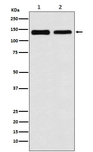 Western blot analysis of UBE4B expression in (1) 293T cell lysate; (2) NIH/3T3 cell lysate.