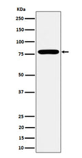 Western blot analysis of GFPT1 expression in MCF7 cell lysate.