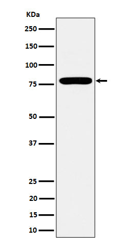 Western blot analysis of GFPT1 expression in MCF7 cell lysate.