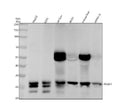Anti-PSMA3 Rabbit Monoclonal Antibody