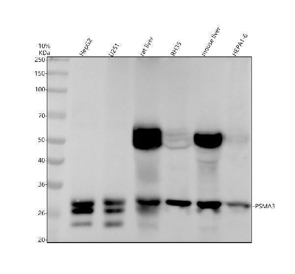 Anti-PSMA3 Rabbit Monoclonal Antibody