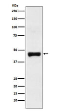 Western blot analysis of LRG1 expression in Human plasma lysate.