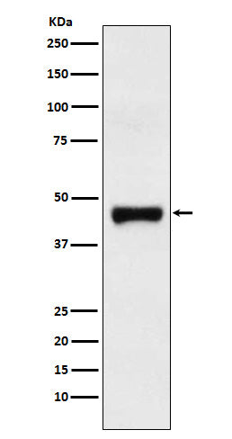 Western blot analysis of LRG1 expression in Human plasma lysate.