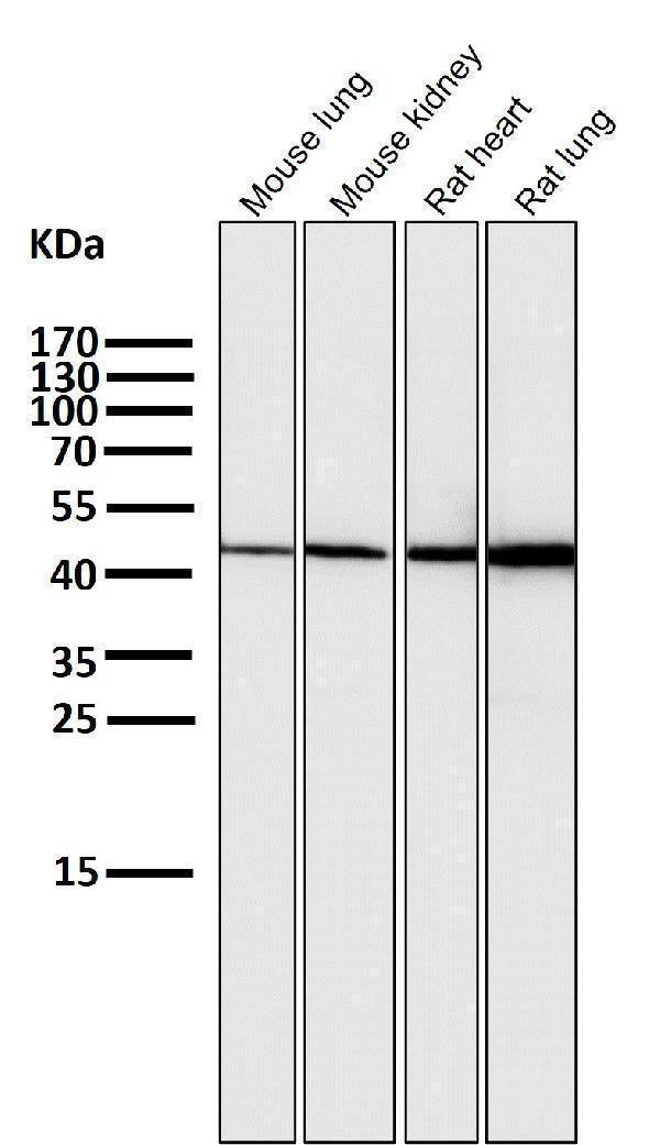 All lanes use the Antibody at 1:1K dilution for 1 hour at room temperature.