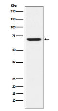 Western blot analysis of GABA A Receptor alpha 5 expression in 293T cell lysate.
