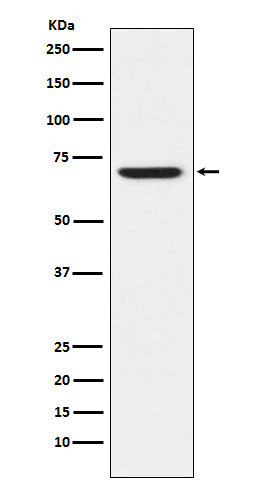 Western blot analysis of GABA A Receptor alpha 5 expression in 293T cell lysate.