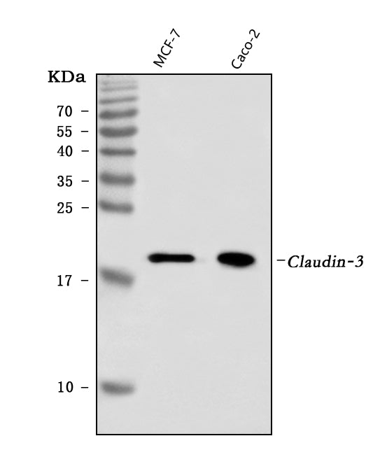 Anti-Claudin 3/CLDN3 Antibody Picoband® (monoclonal, 4C7D2)