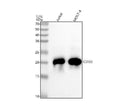 Anti-CD3D Rabbit Monoclonal Antibody