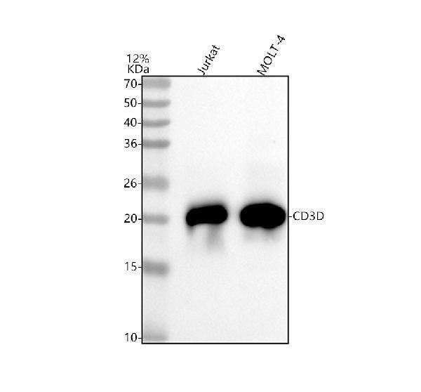 Anti-CD3D Rabbit Monoclonal Antibody