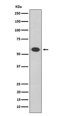 Western blot analysis of Oct-2 expression in Daudi  cell lysate.