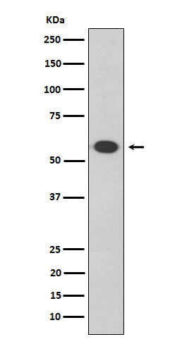 Western blot analysis of Oct-2 expression in Daudi  cell lysate.