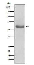 Western blot analysis of Oct-2 expression in Ramos cell lysate.