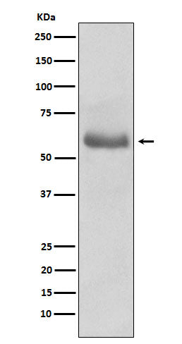 Western blot analysis of Oct-2 expression in Ramos cell lysate.