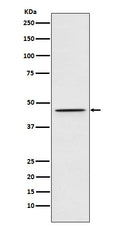 Western blot analysis of DEK expression in 293T cell lysate.