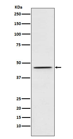 Western blot analysis of DEK expression in 293T cell lysate.