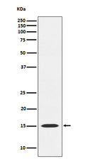 Western blot analysis of MAGOH expression in HeLa cell lysate.