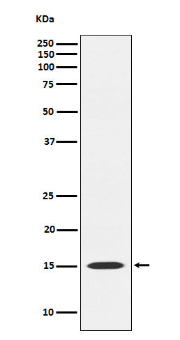Western blot analysis of MAGOH expression in HeLa cell lysate.