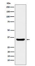 Western blot analysis of BOB1 expression in Ramos cell lysate.