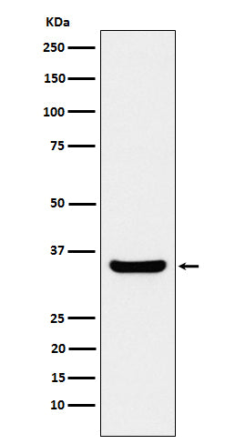 Western blot analysis of BOB1 expression in Ramos cell lysate.