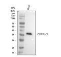 Anti-BOB1 Monoclonal Antibody